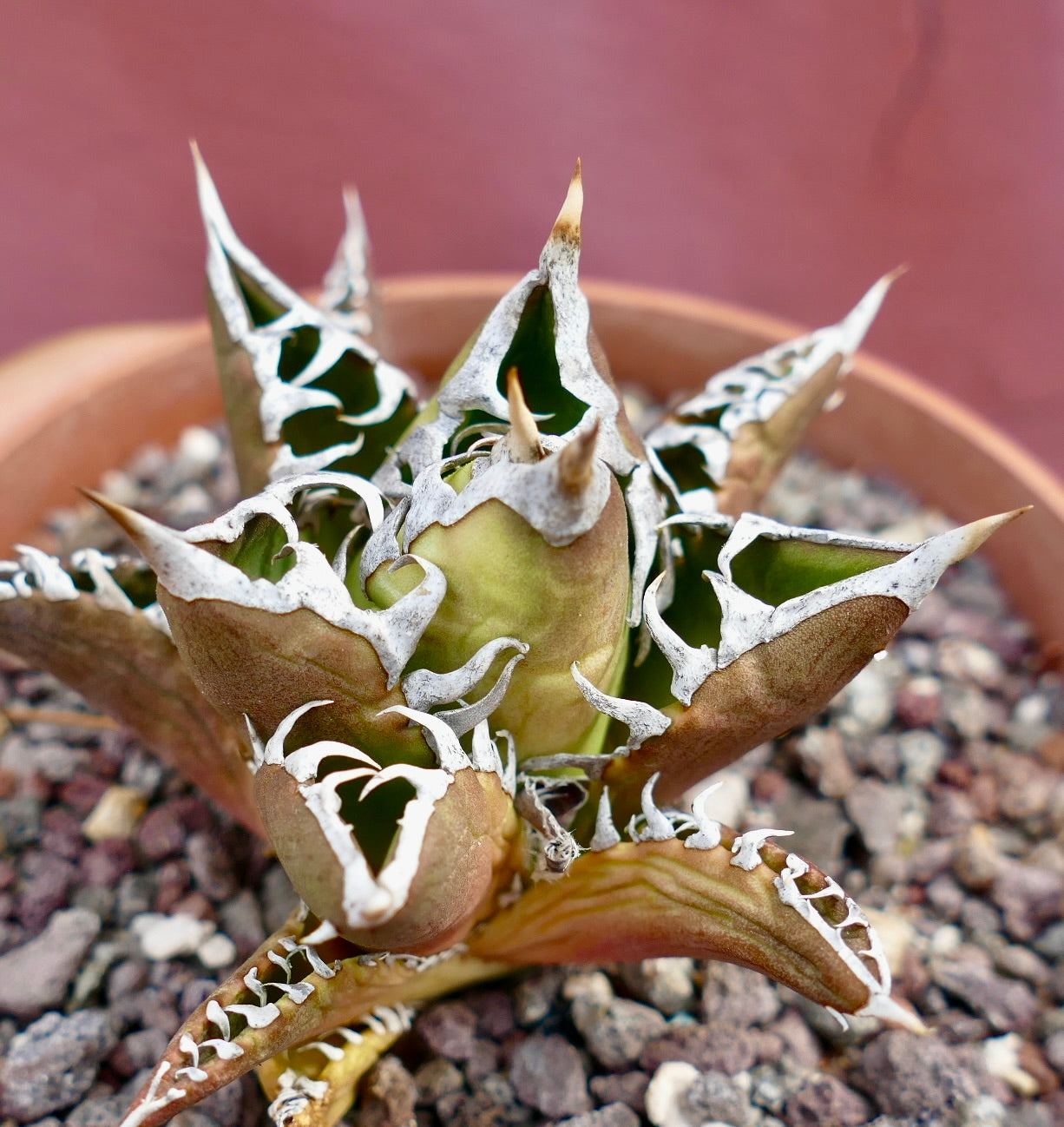 Agave titanota 