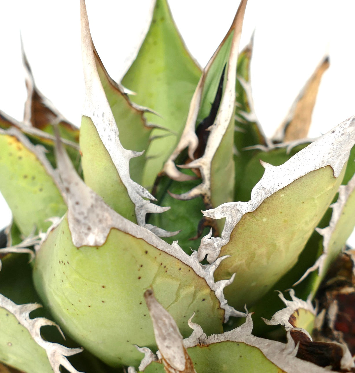 Agave oteroi OAXACA