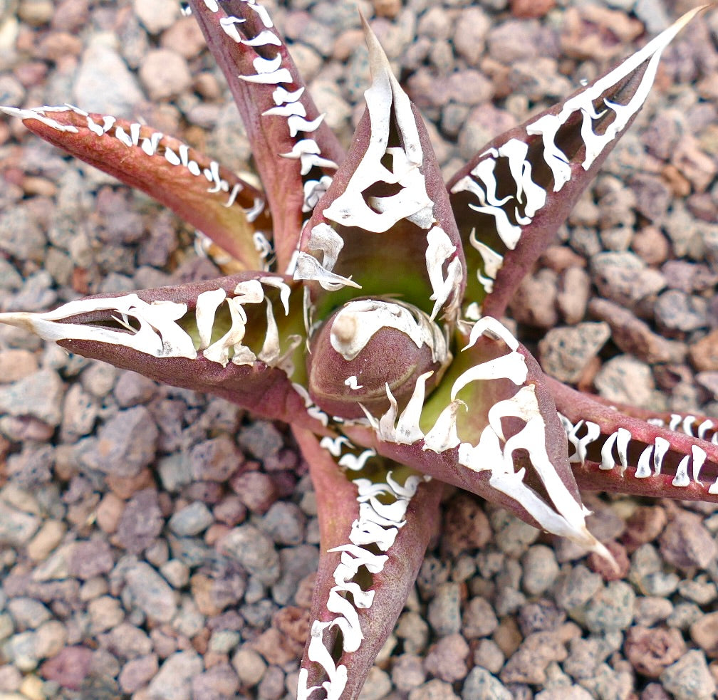 Agave titanota 