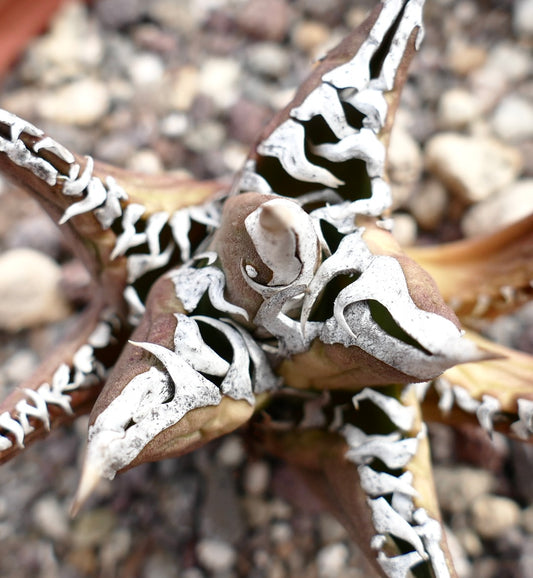 Agave titanota cv TIGER JUNGLE (ex Netherlands market)