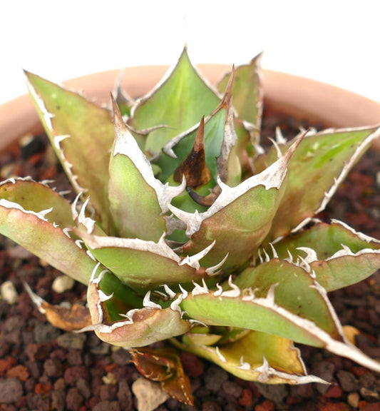 Agave titanota cv SHARK SHOUI compact