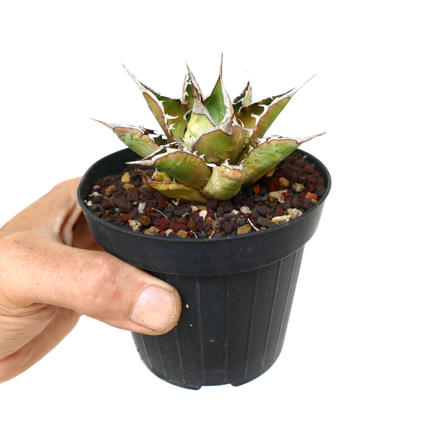 Agave titanota cv SALINA with long final spines