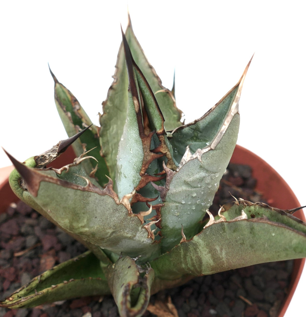 Agave titanota GREY LONGISPINUS clone LIPARI