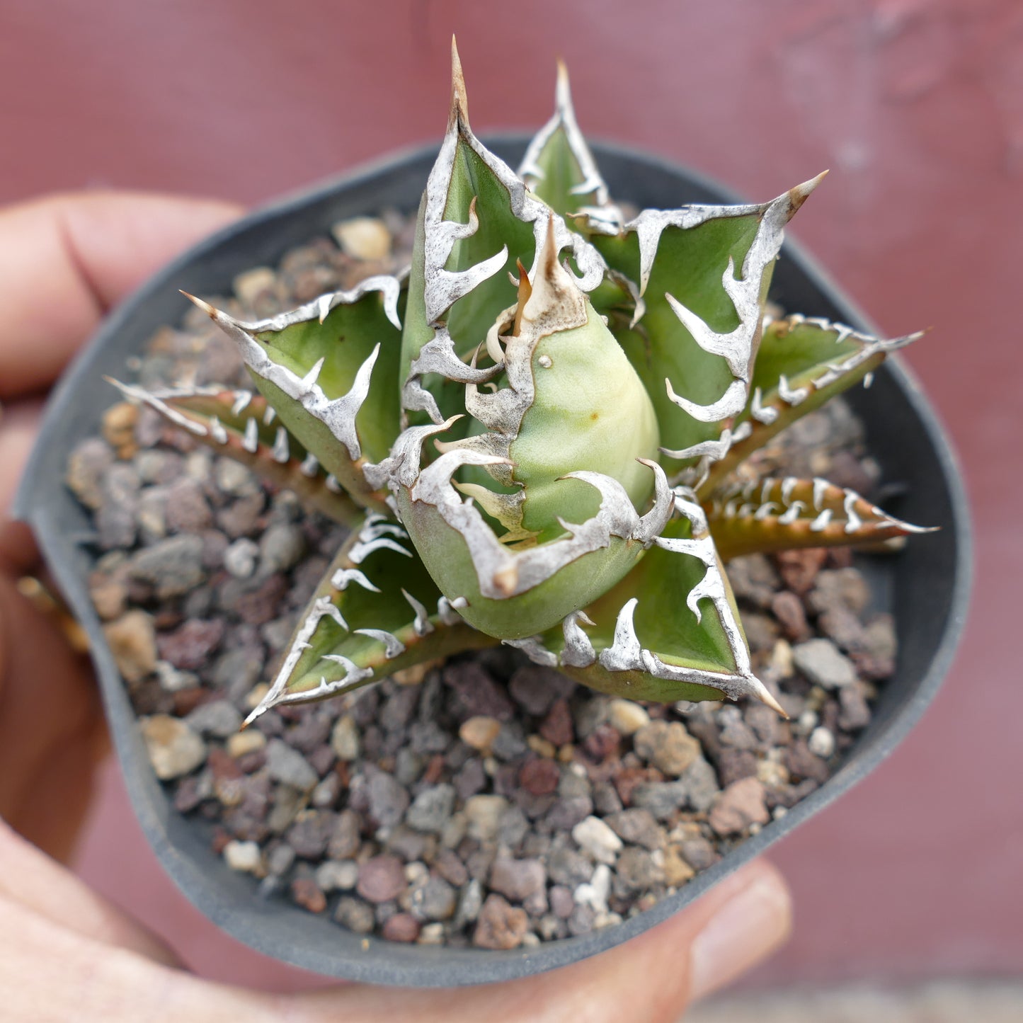 Agave titanota SHARK SHOUI compact