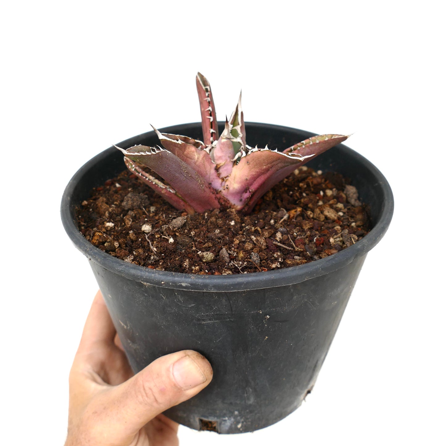 Agave titanota RED TIGER SHARK (ex Torrisi)