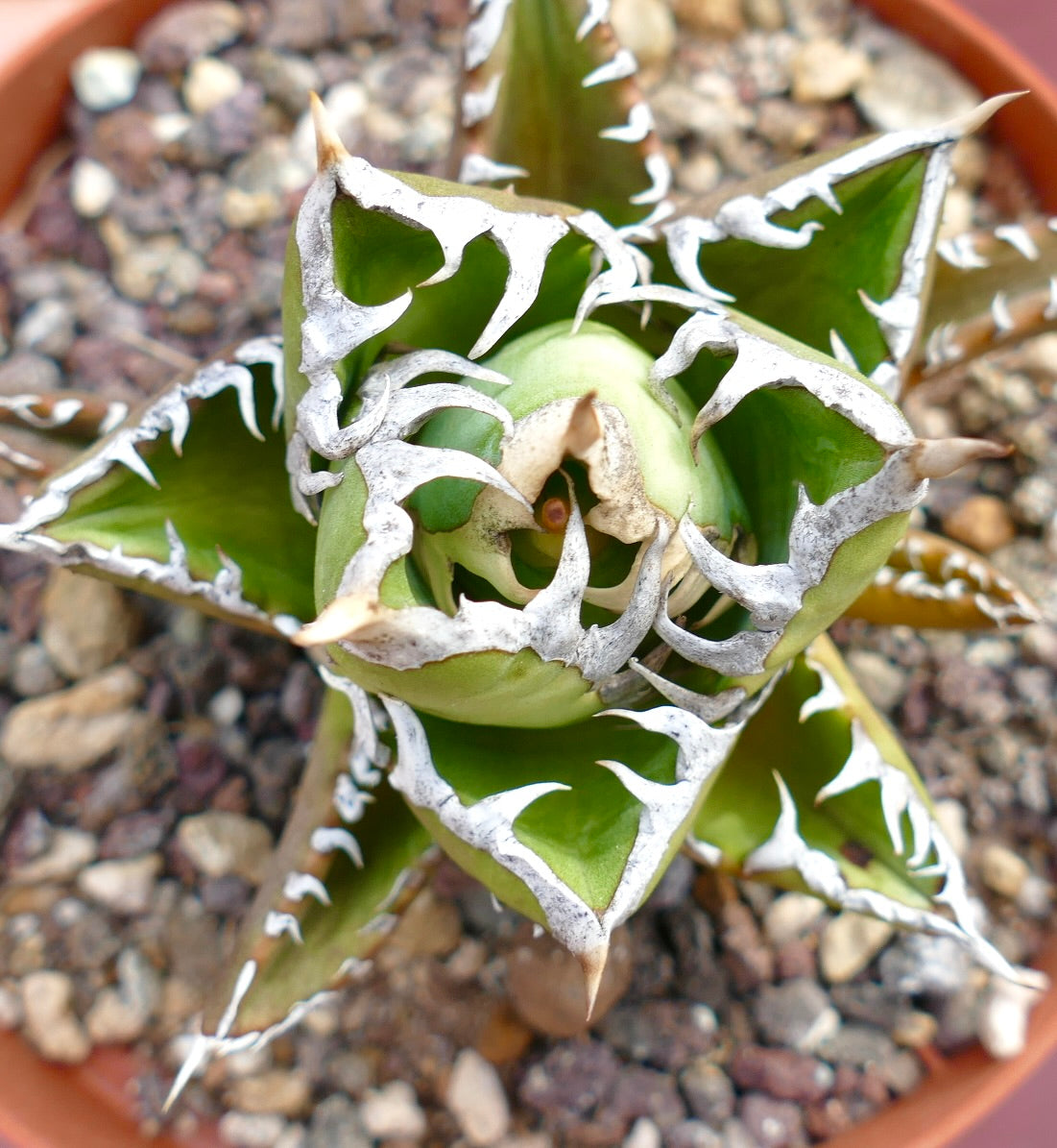 Agave titanota cv SHARK SHOUI compact