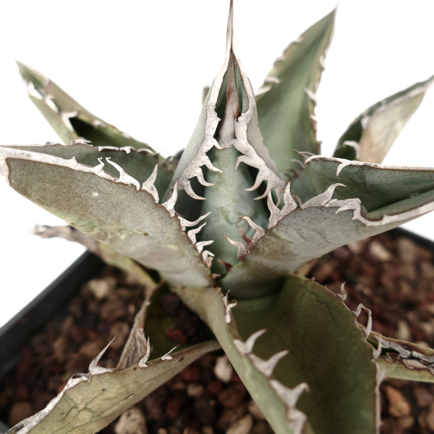 Agave titanota GREY TIGER SHARK (ex Van Dyck)