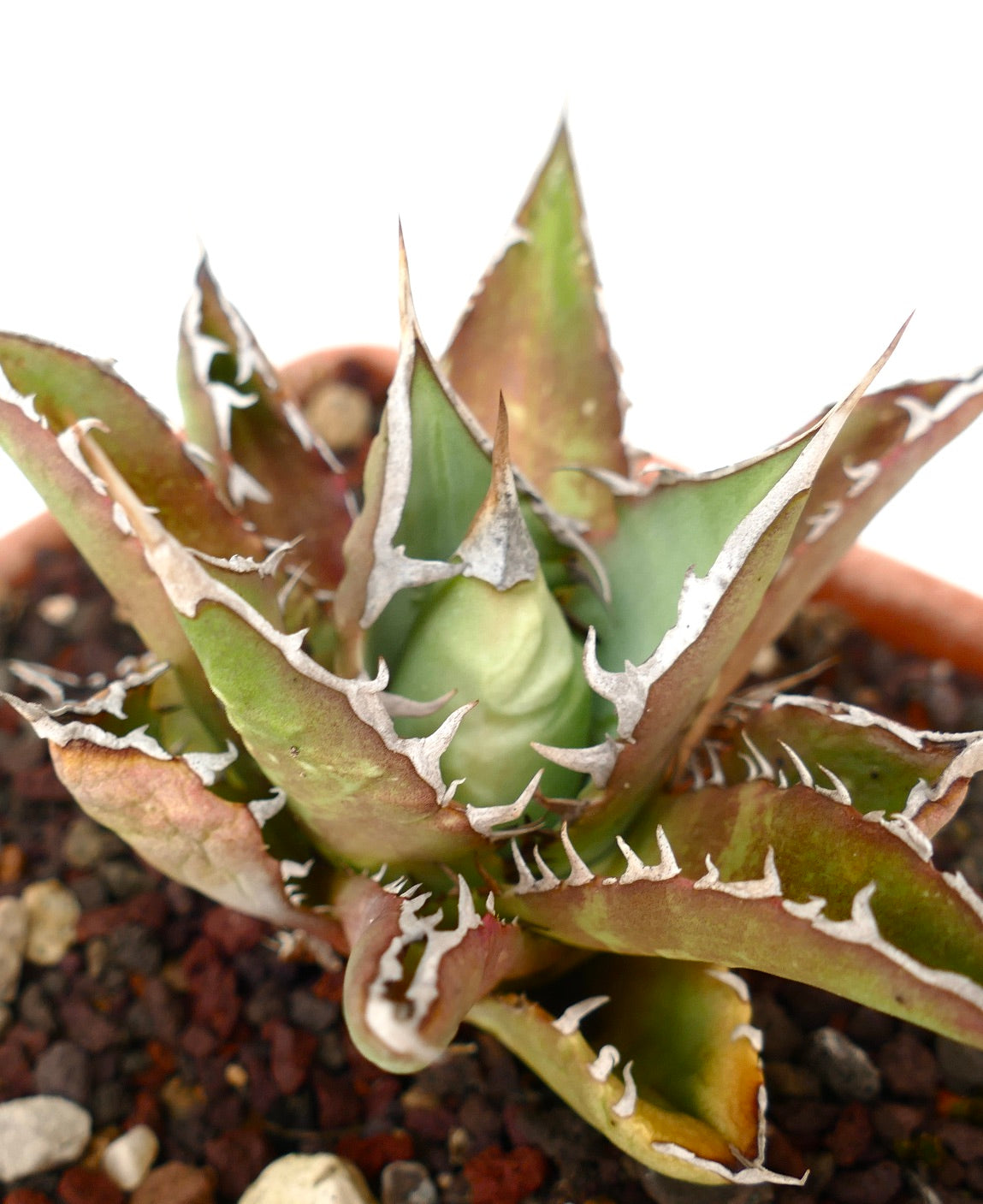 Agave titanota CV TIGER SHARK selected