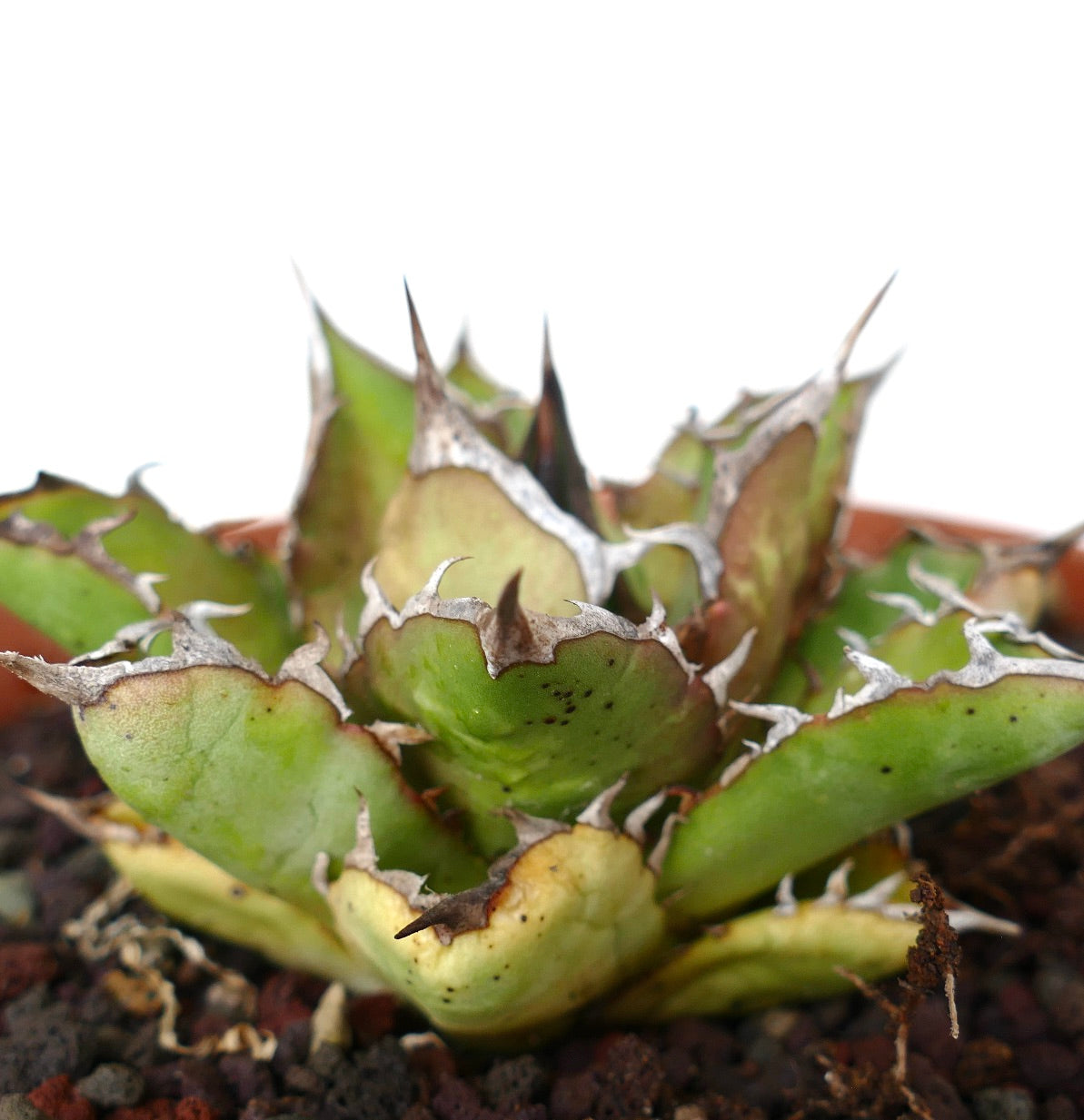 Agave titanota SHARK SHOUI compact