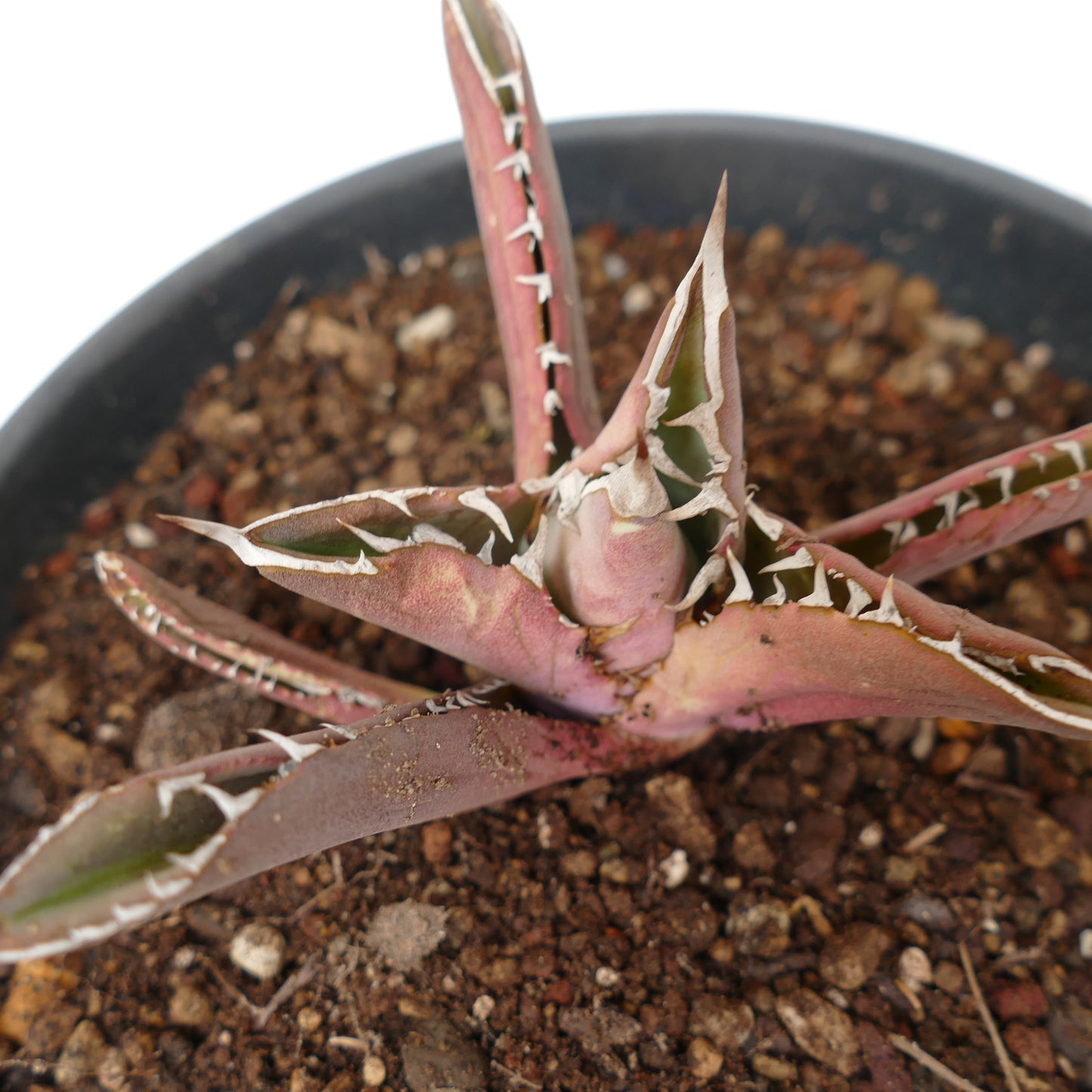 Agave titanota RED TIGER SHARK (ex Torrisi)