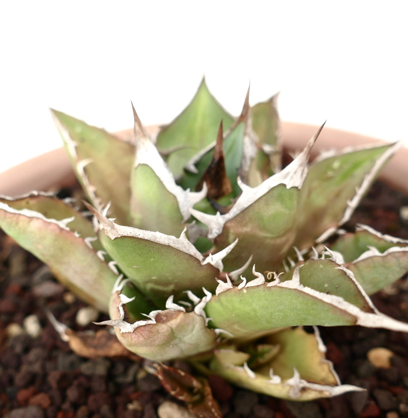 Agave titanota cv SHARK SHOUI compact