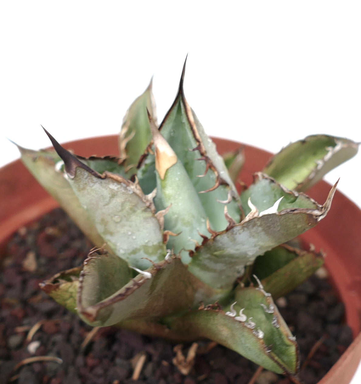 Agave titanota cv GREY TIGER