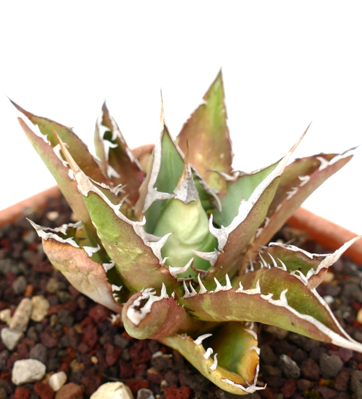 Agave titanota CV TIGER SHARK selected