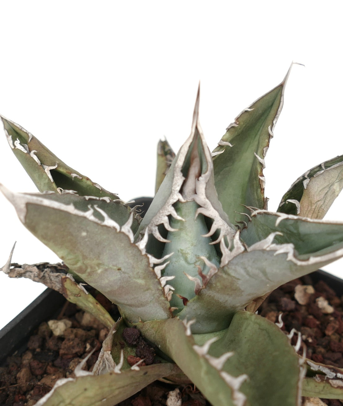 Agave titanota GREY TIGER SHARK (ex Van Dyck)