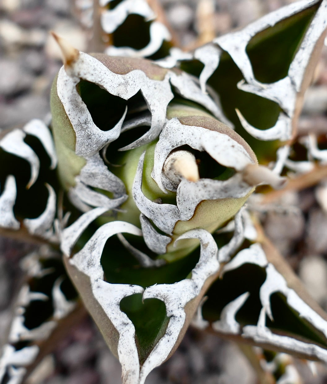 Agave titanota 