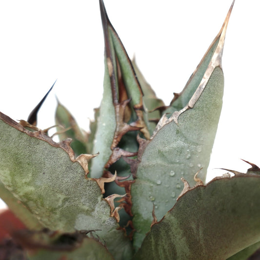 Agave titanota GREY LONGISPINUS clone LIPARI