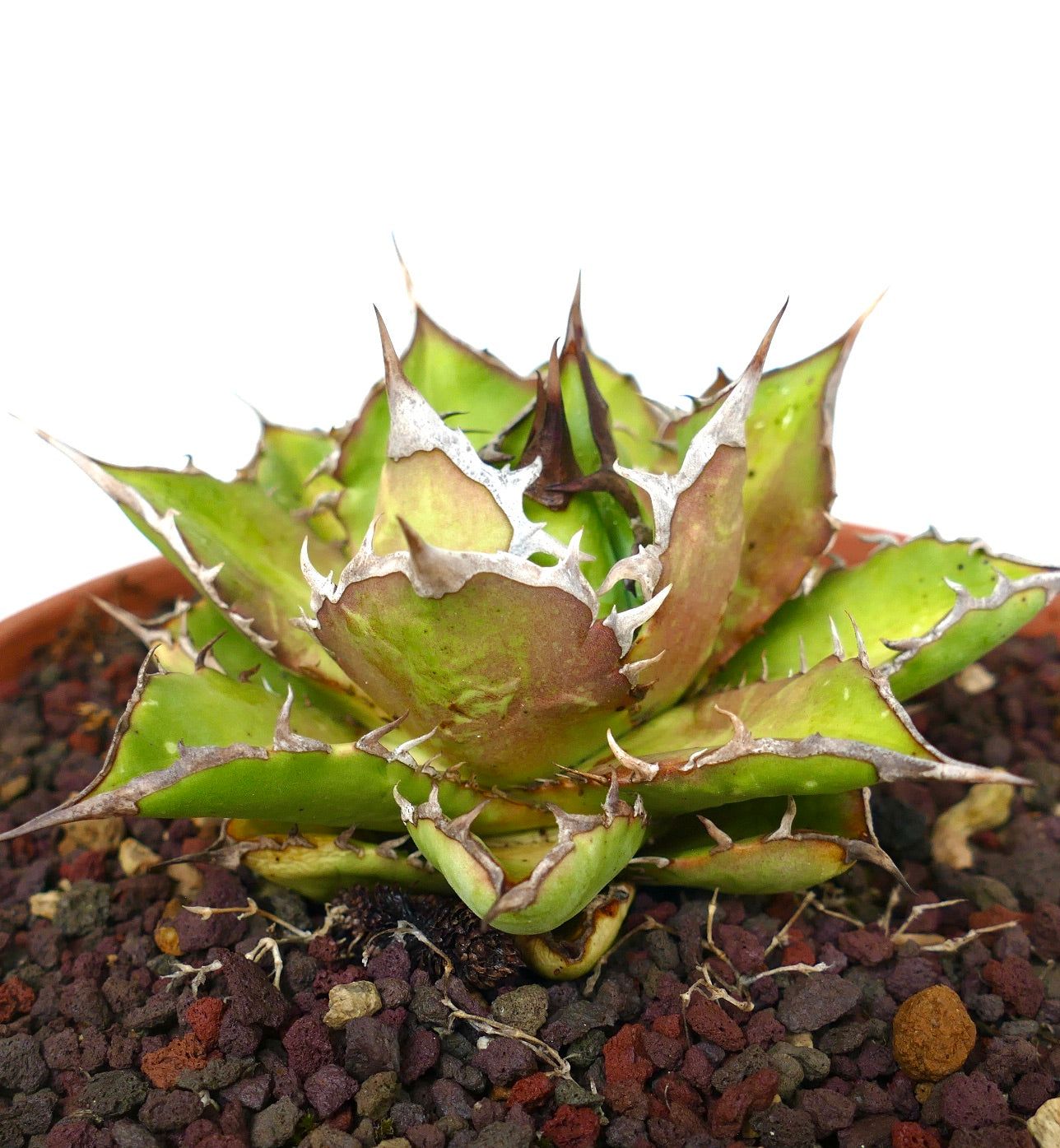 Agave titanota cv SHARK SHOUI compact