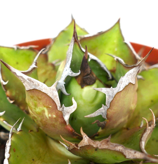 Agave titanota cv SHARK SHOUI compact