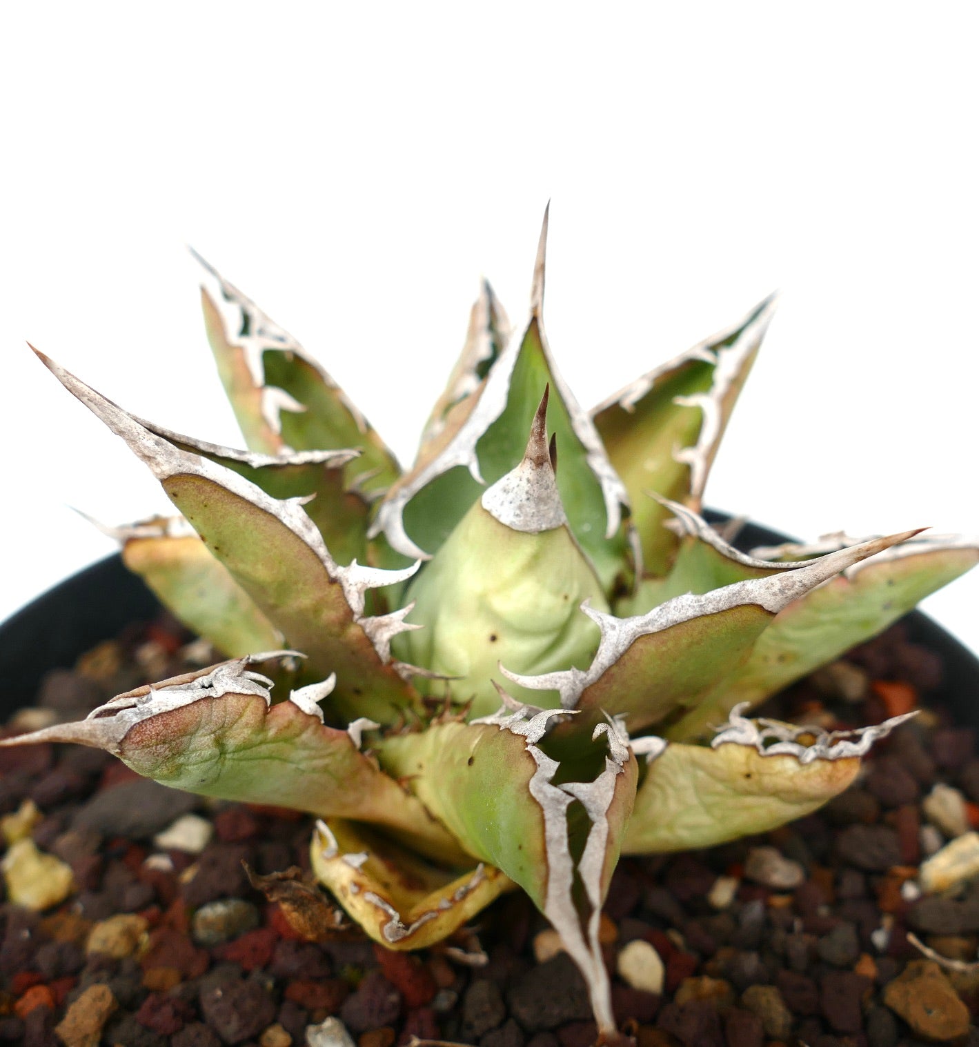 Agave titanota cv SALINA with long final spines