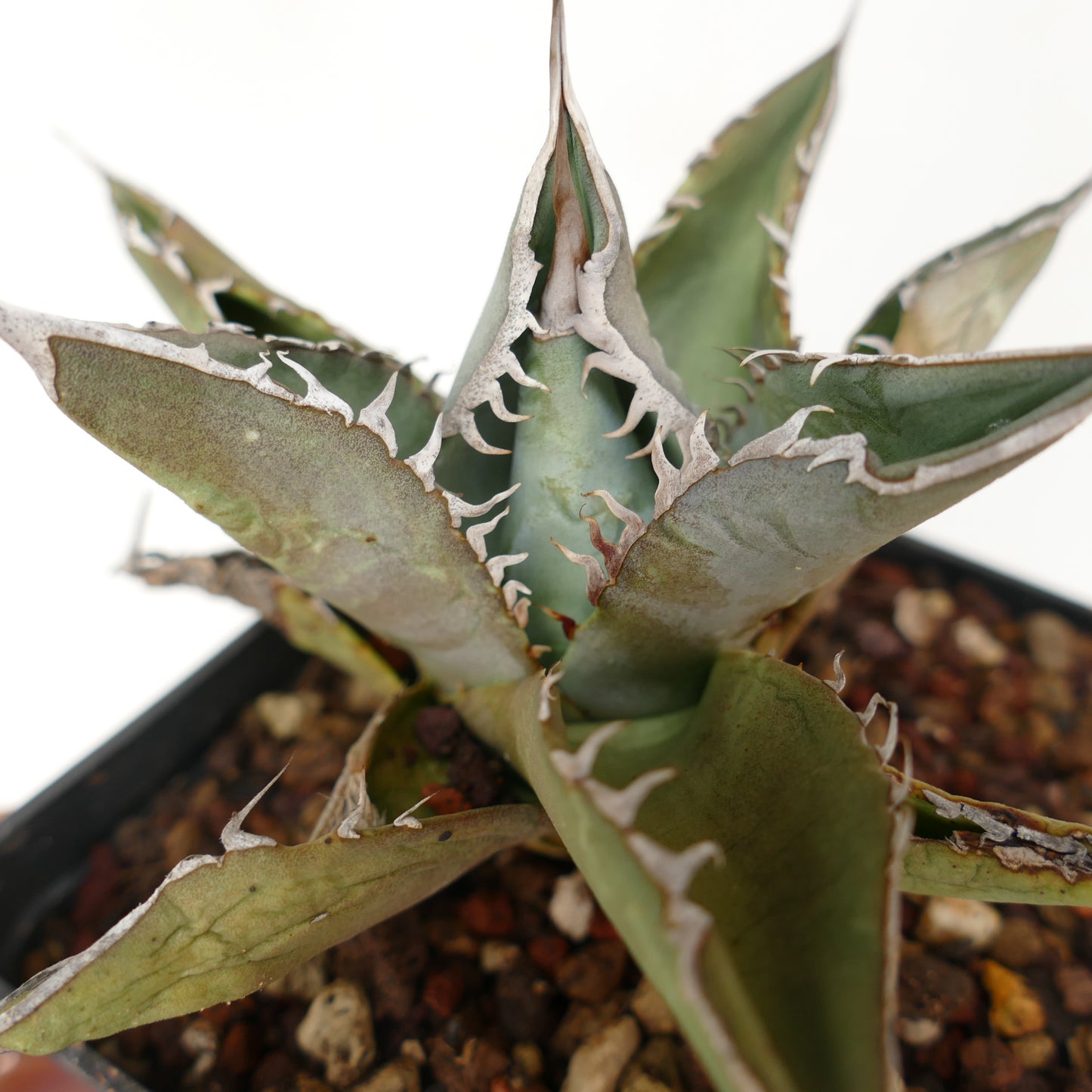 Agave titanota GREY TIGER SHARK (ex Van Dyck)