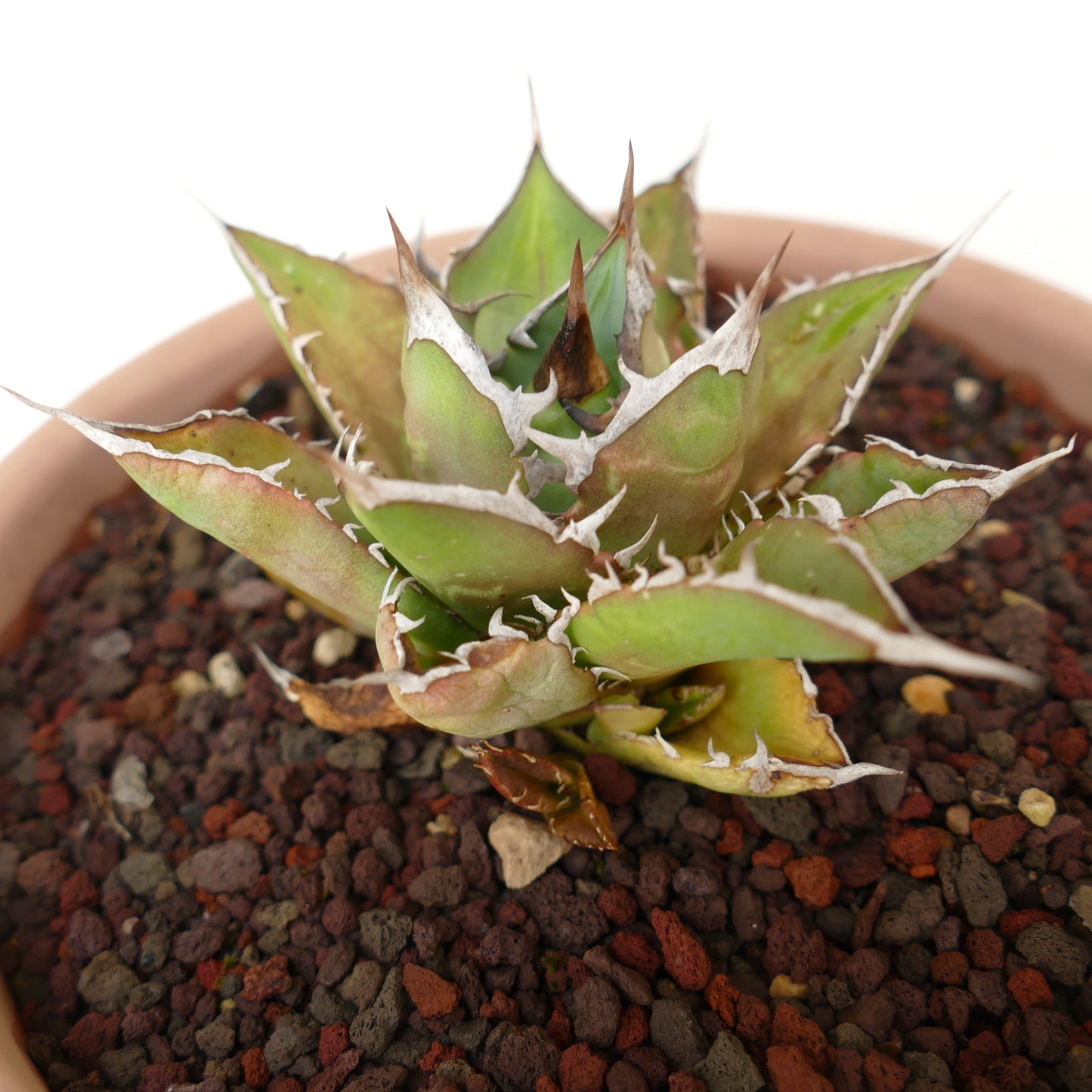 Agave titanota cv SHARK SHOUI compact