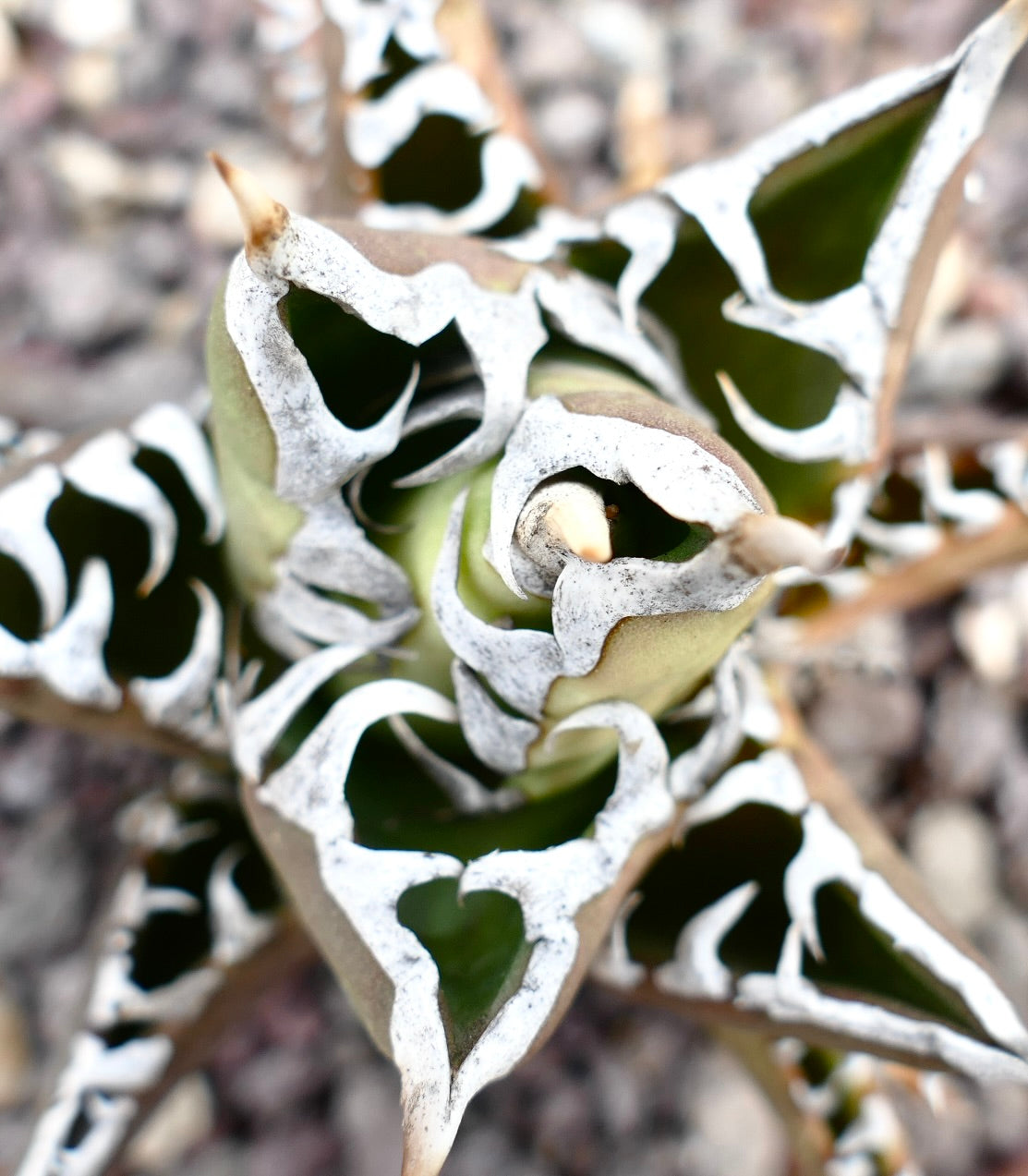 Agave titanota 