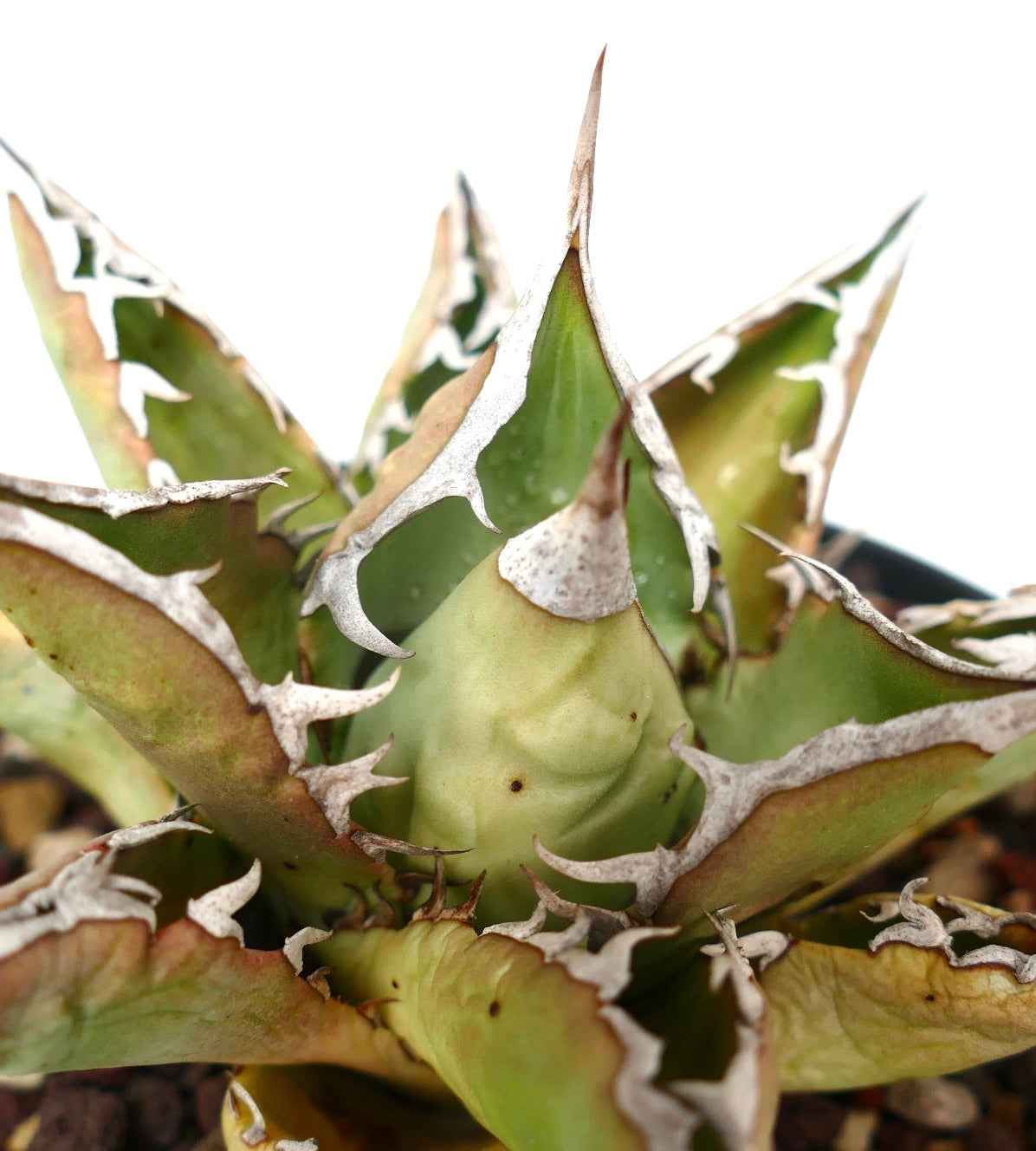 Agave titanota cv SALINA with long final spines