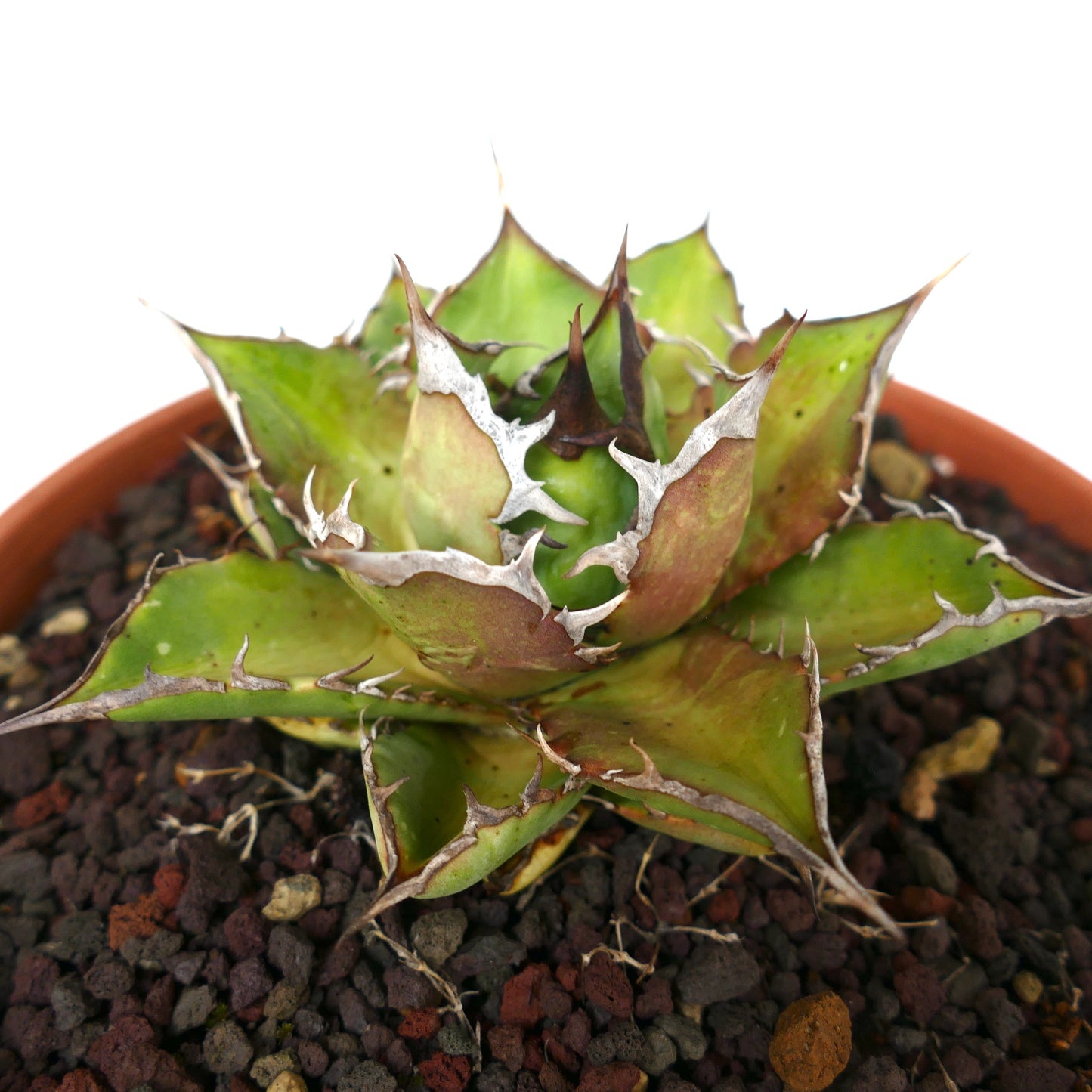 Agave titanota cv SHARK SHOUI compact