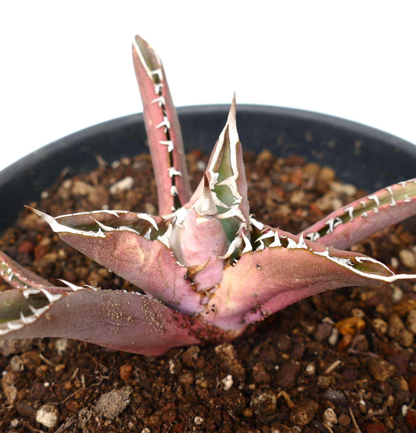 Agave titanota RED TIGER SHARK (ex Torrisi)