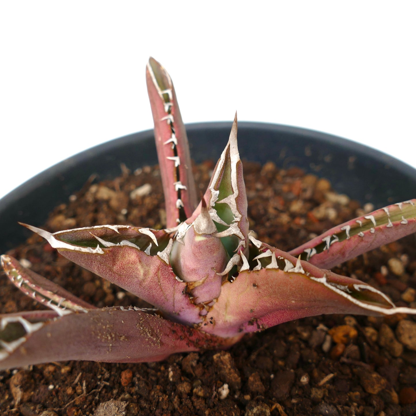 Agave titanota RED TIGER SHARK (ex Torrisi)