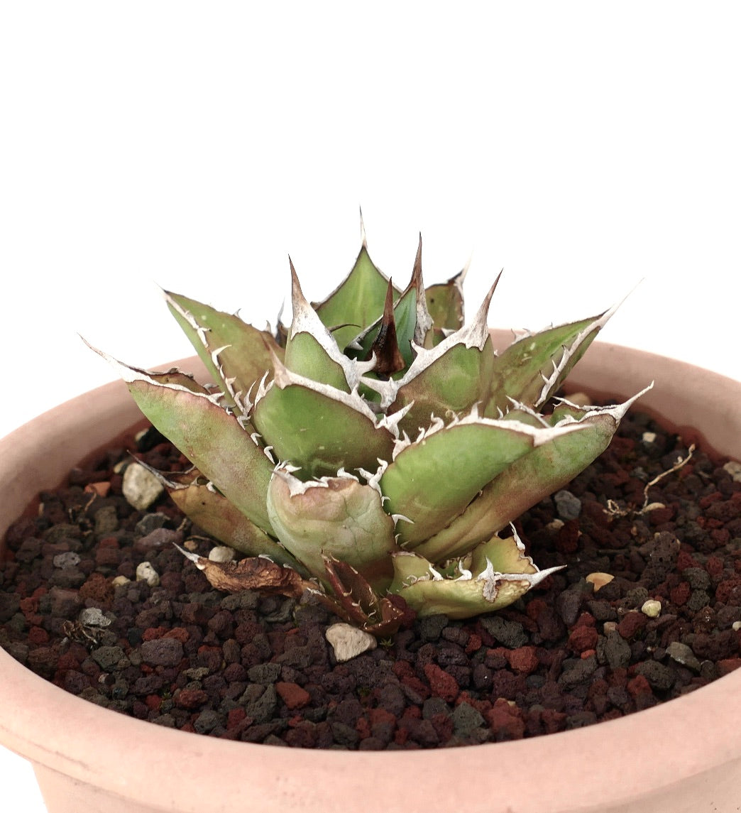 Agave titanota cv SHARK SHOUI compact