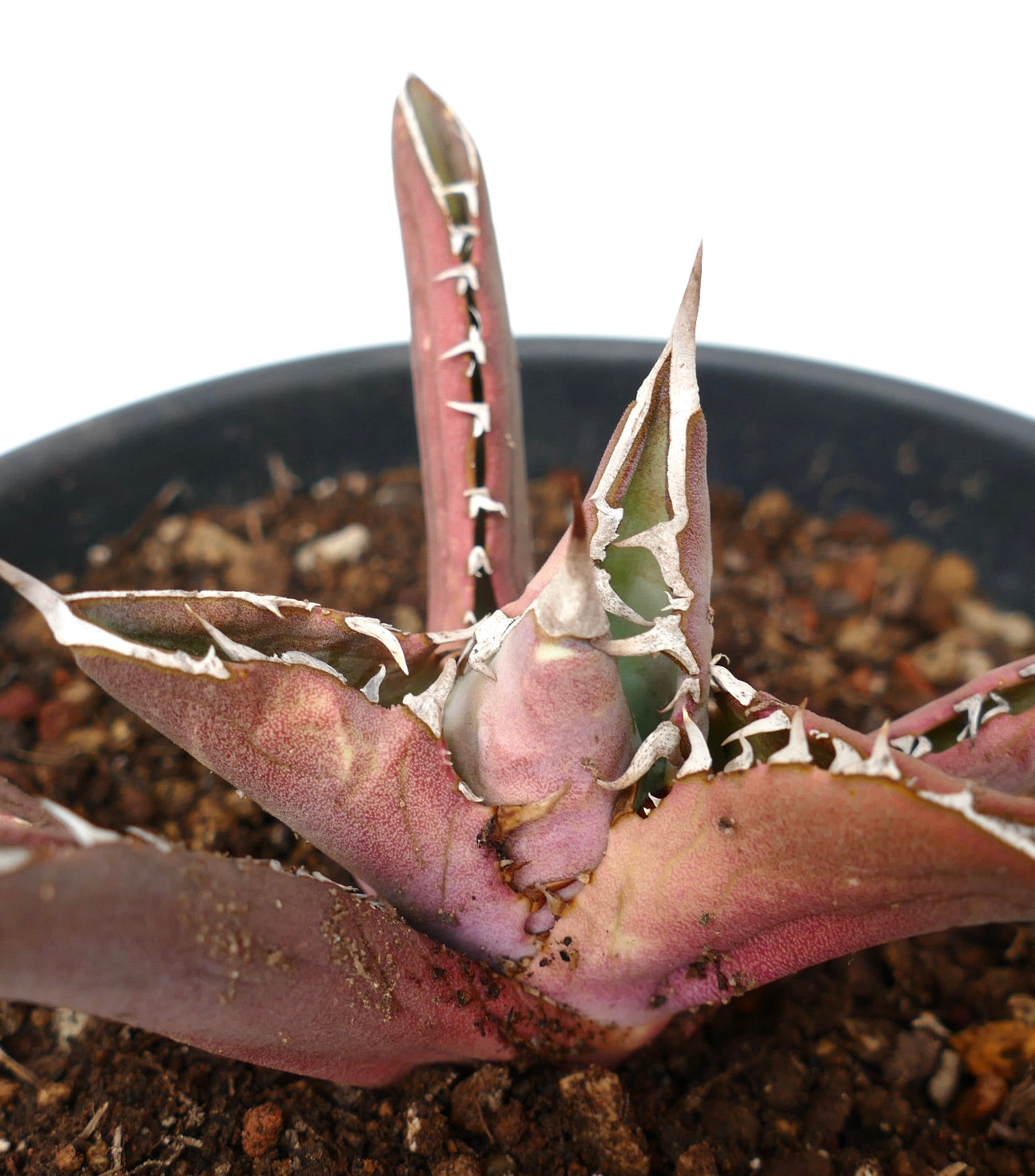 Agave titanota RED TIGER SHARK (ex Torrisi)