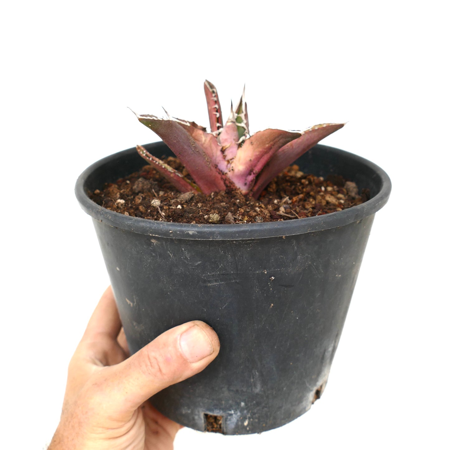 Agave titanota RED TIGER SHARK (ex Torrisi)