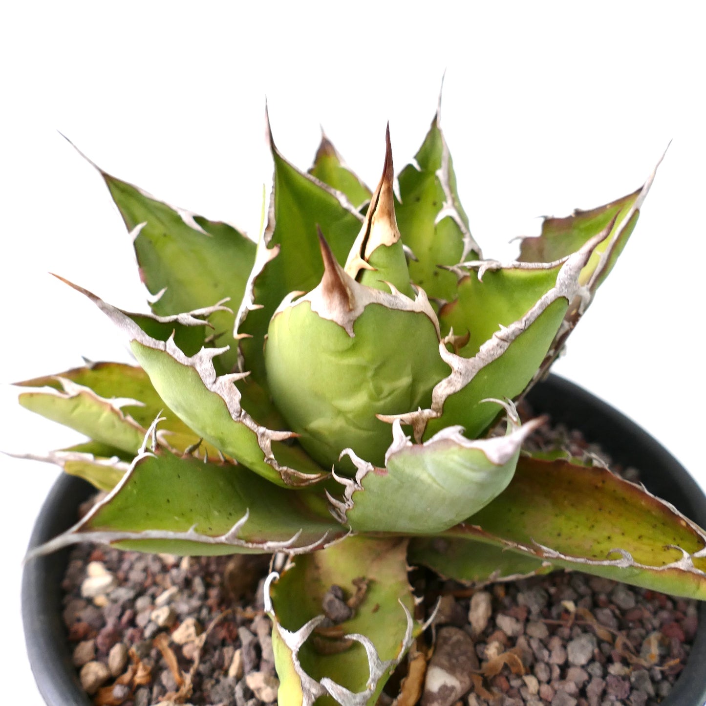 Agave titanota 