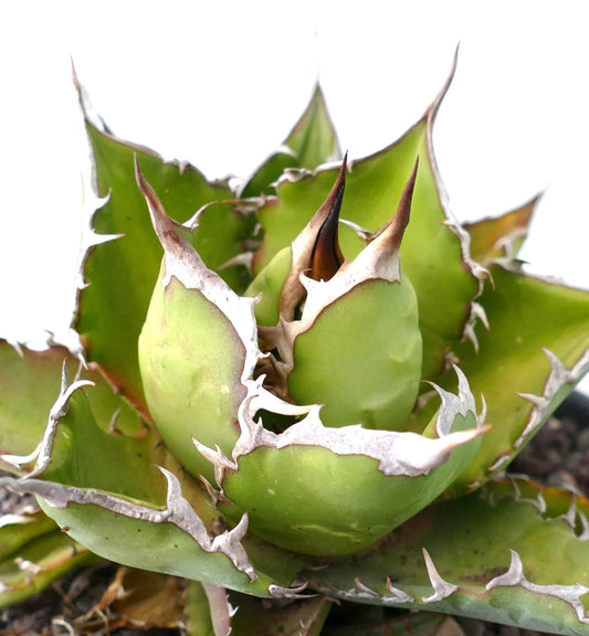 Agave titanota 