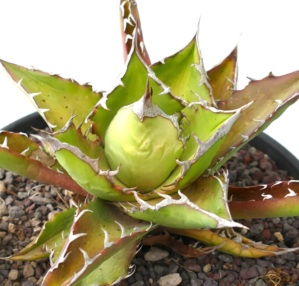 Agave titanota