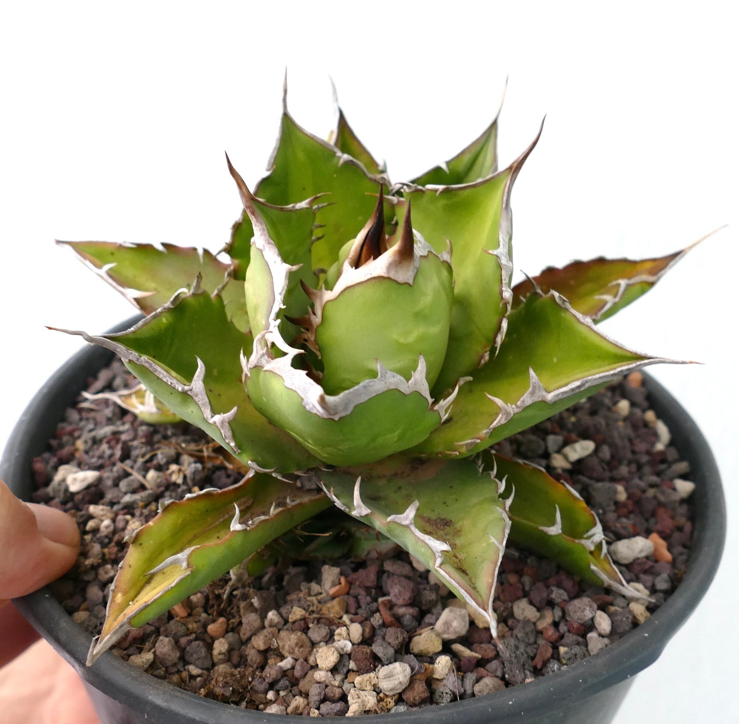 Agave titanota