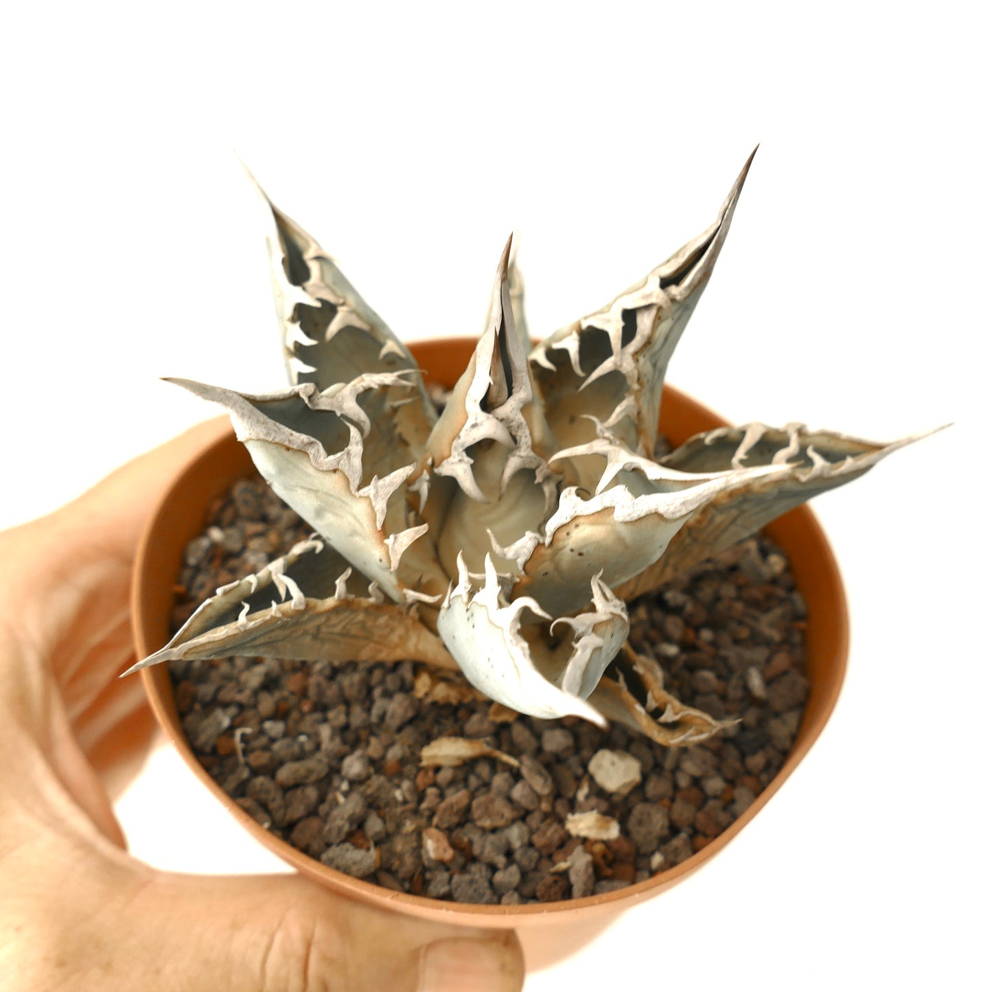 Agave titanota 99L