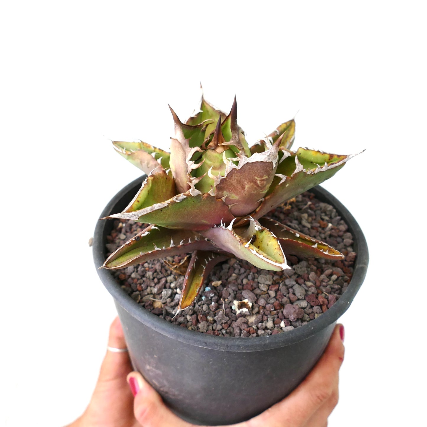 Agave titanota ANVERSA compact form