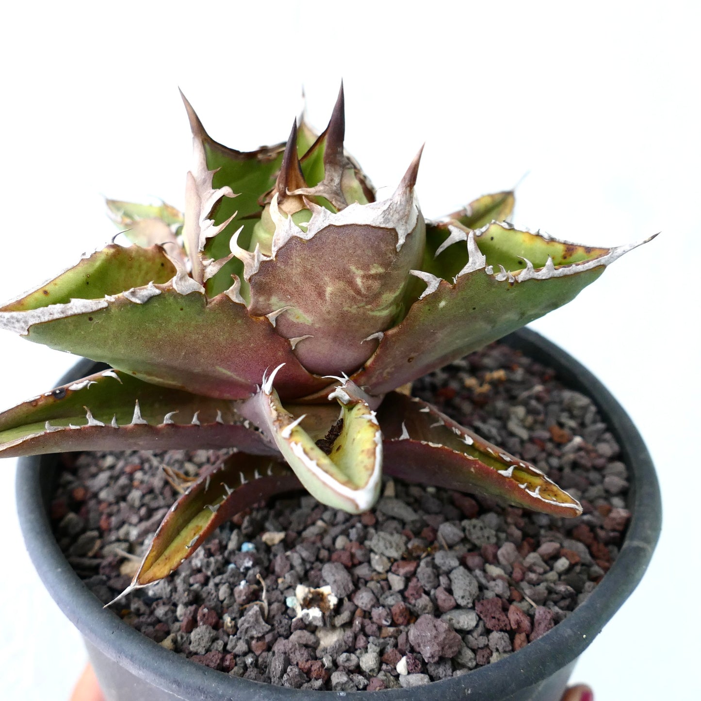 Agave titanota ANVERSA compact form