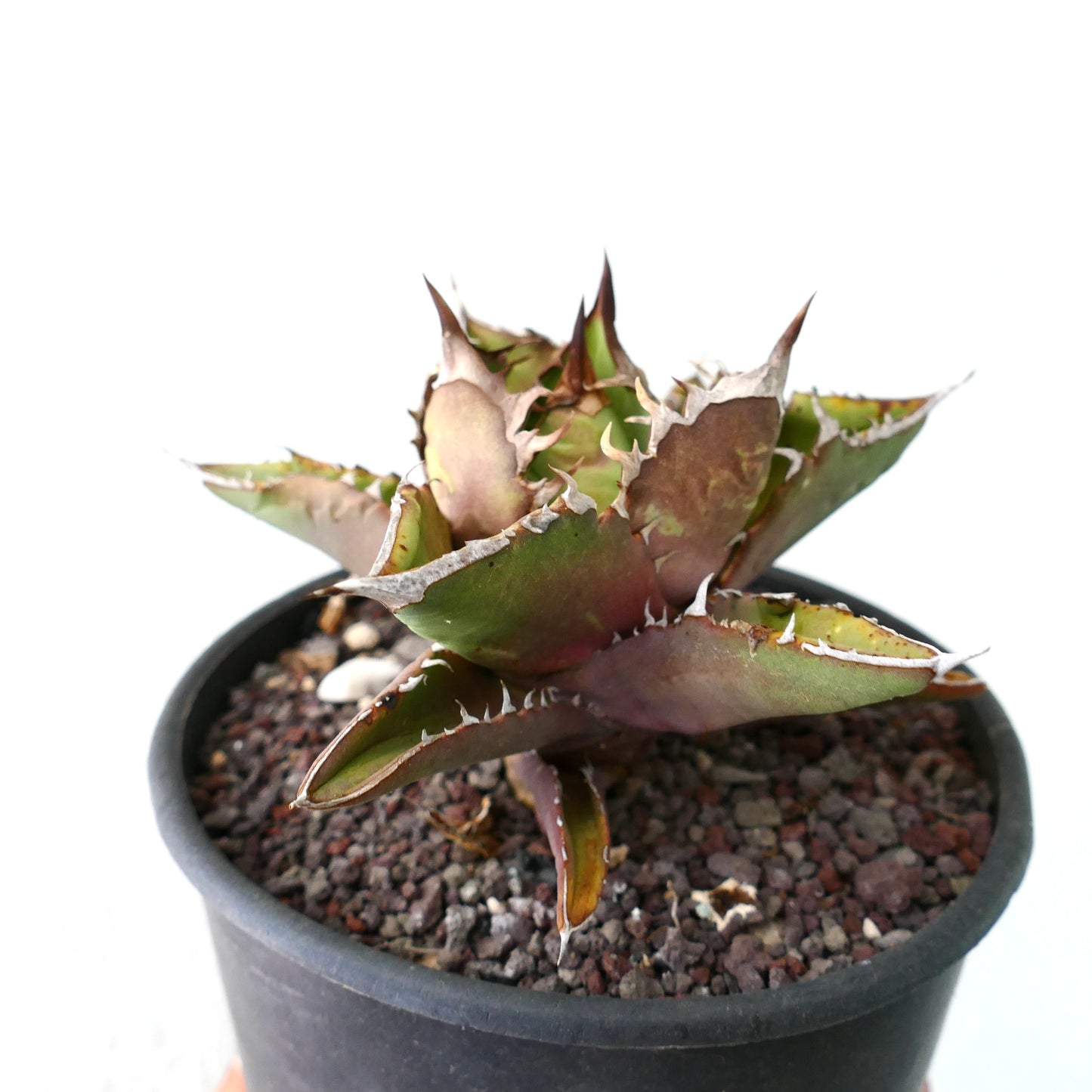 Agave titanota ANVERSA compact form