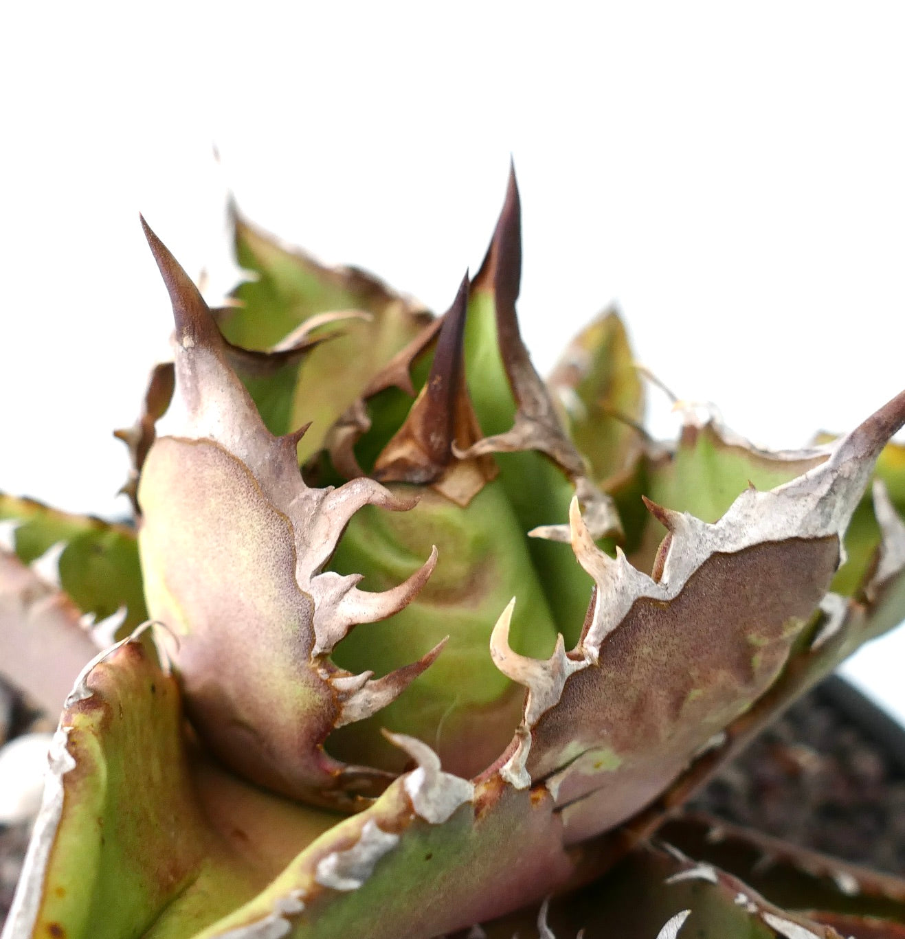 Agave titanota ANVERSA compact form