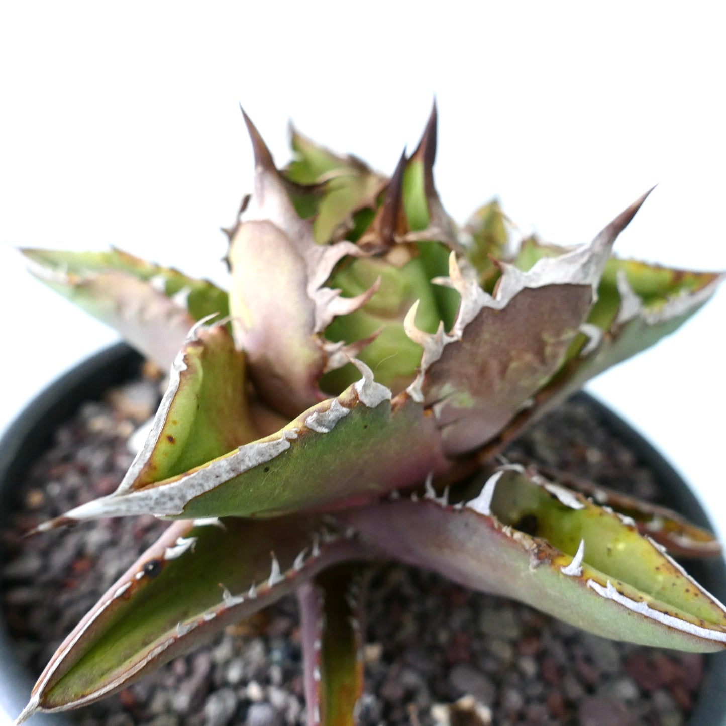 Agave titanota ANVERSA compact form