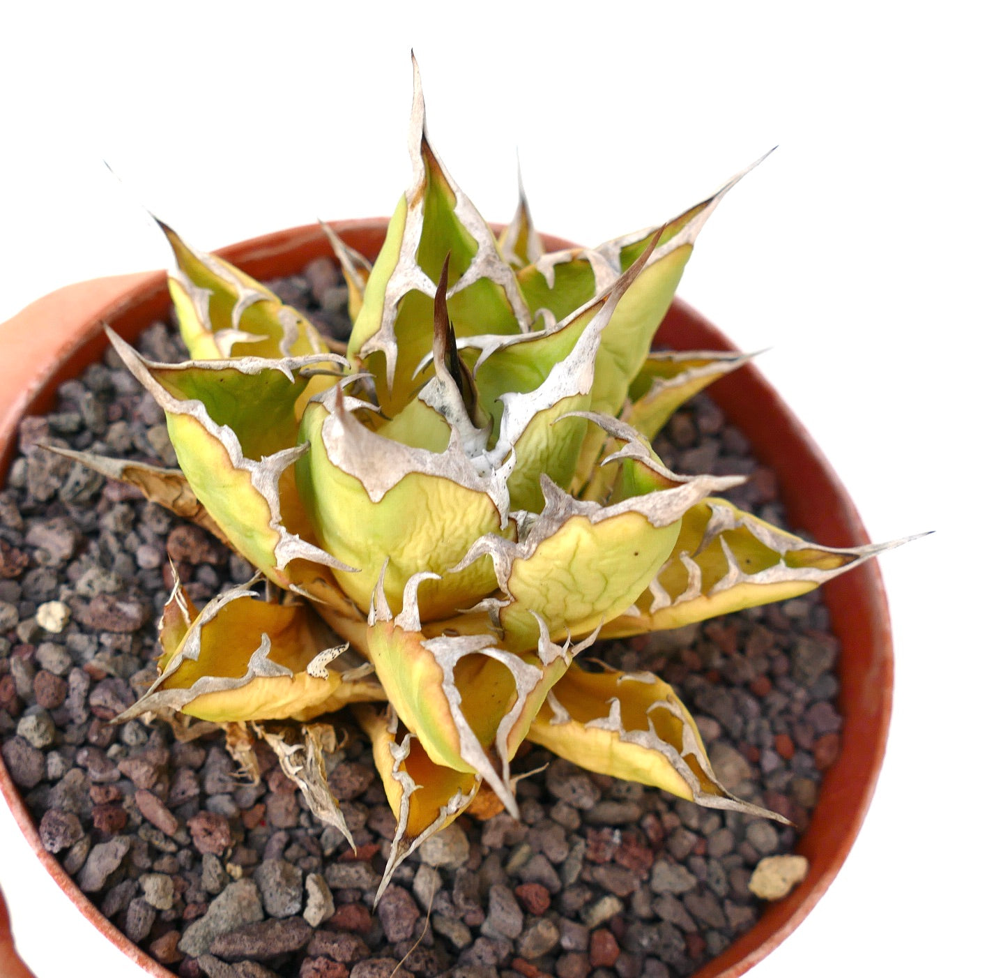 Agave titanota cv SUNSHINE