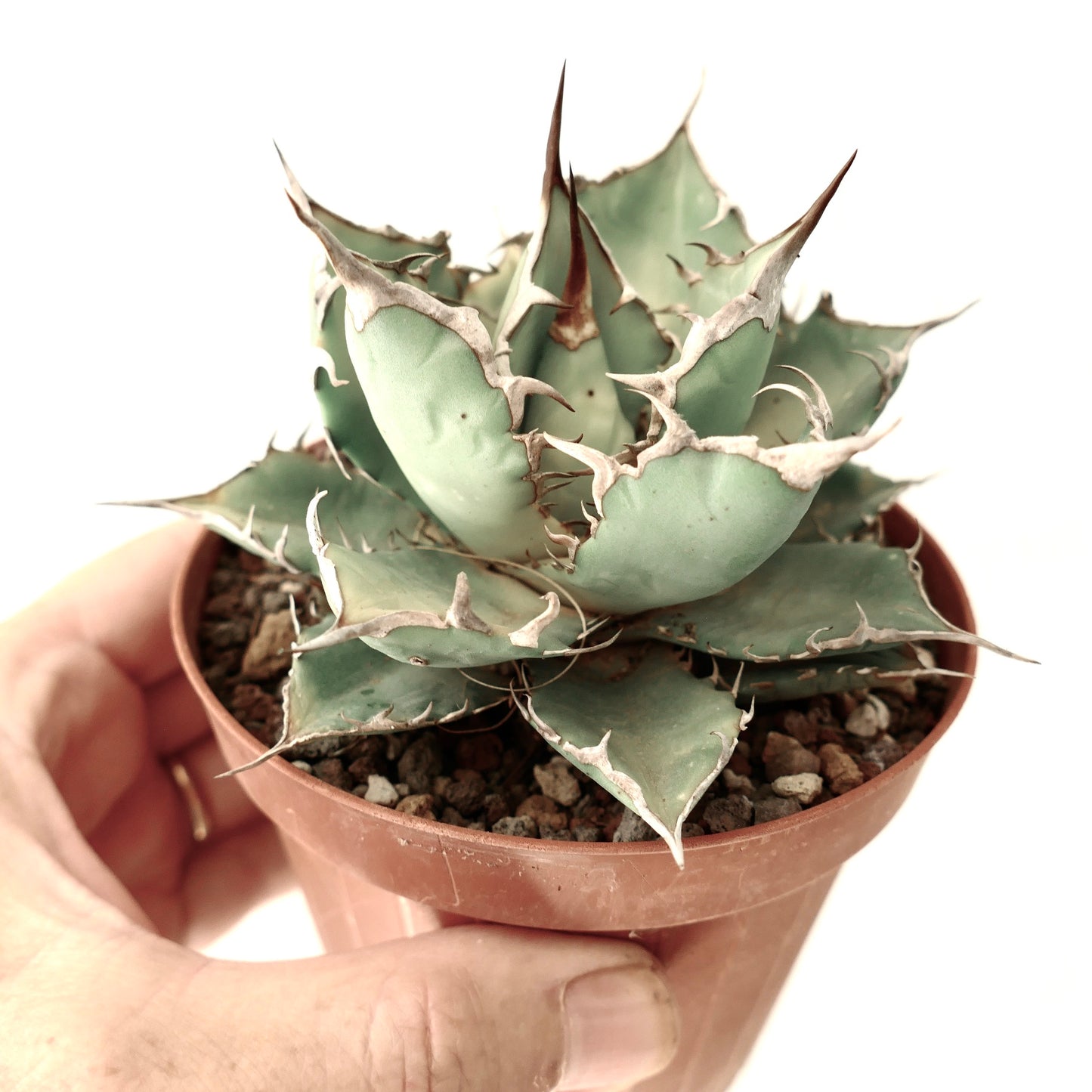 Agave titanota CLONE R13