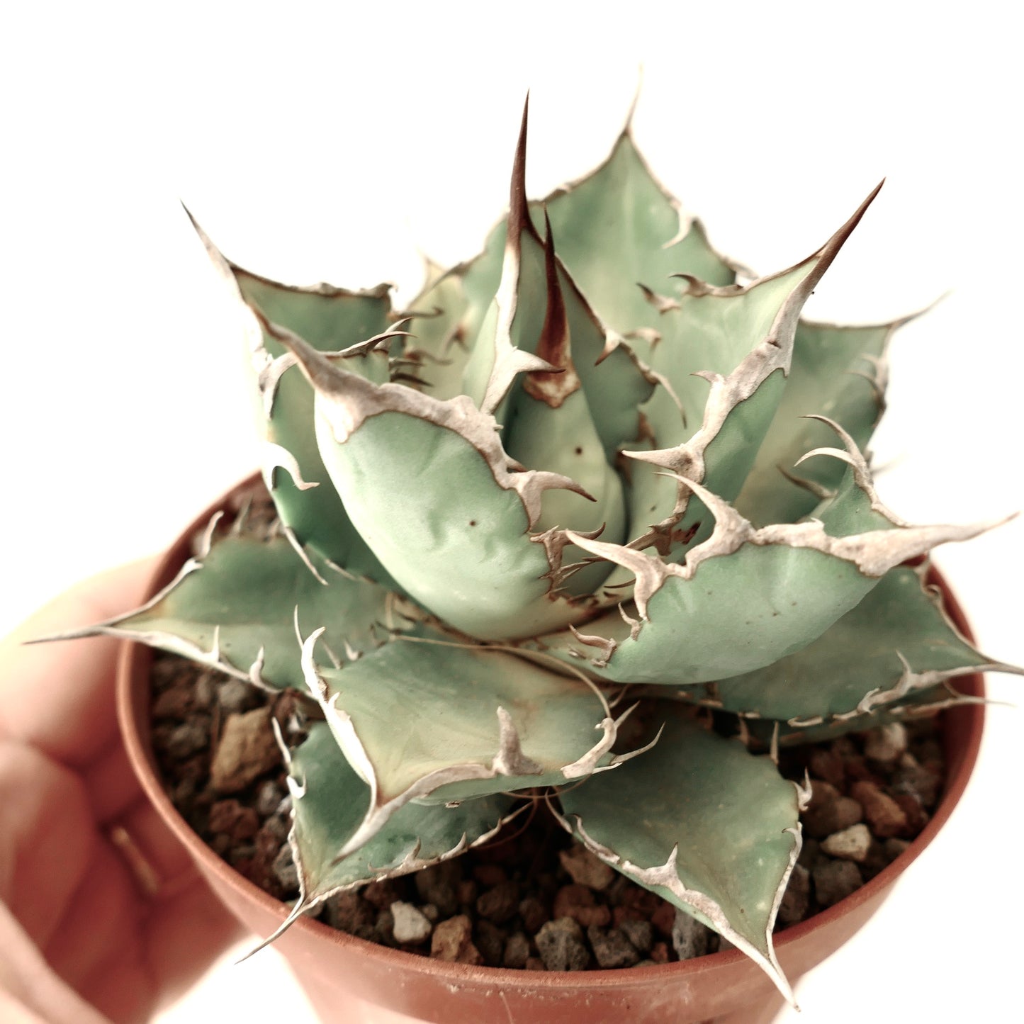 Agave titanota CLONE R13