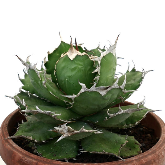 Agave titanota succulent with thick dark green leaves and prominent white spines in terracotta pot