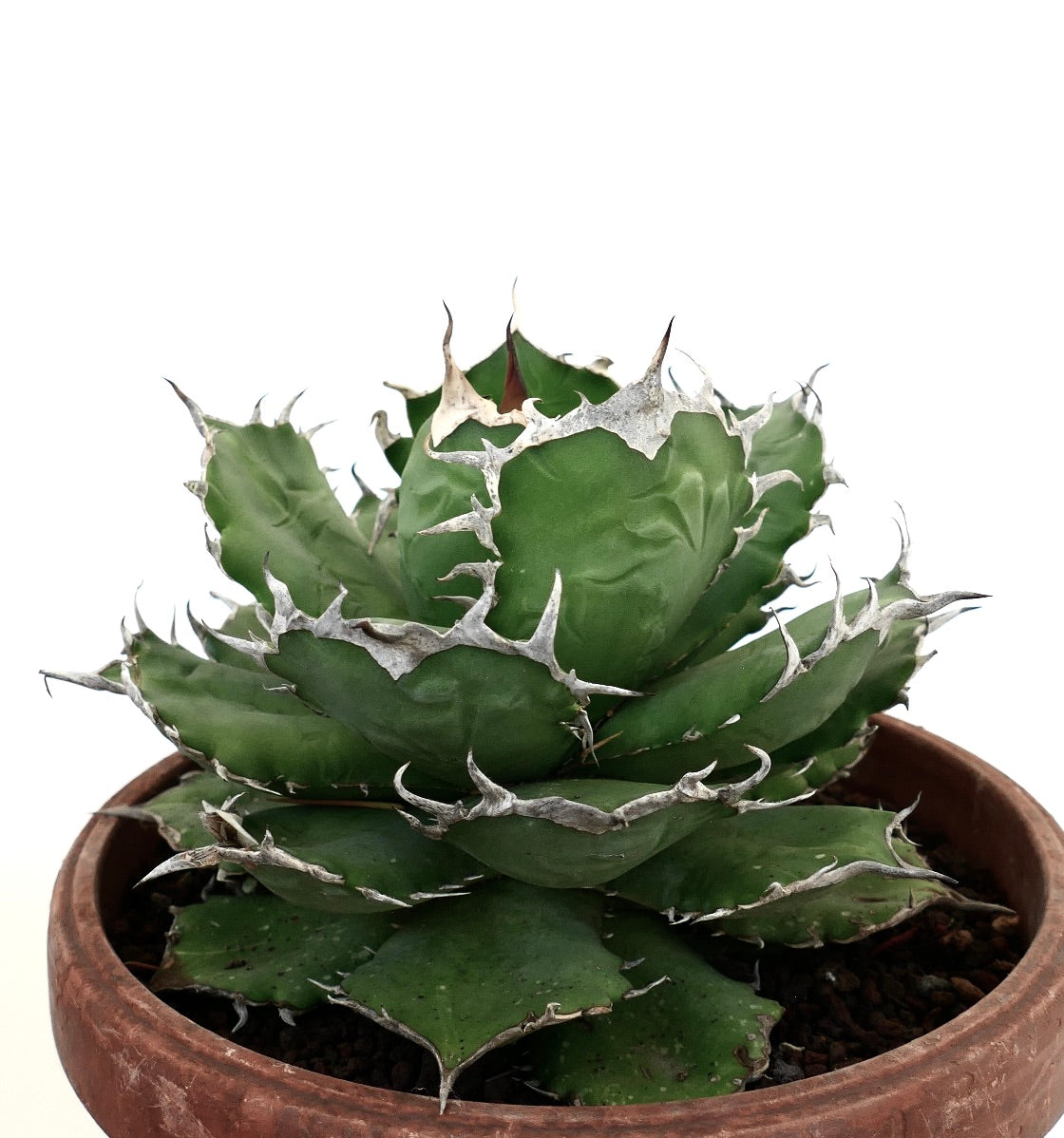 Agave titanota succulent with compact rosette and prominent white spines in terracotta pot