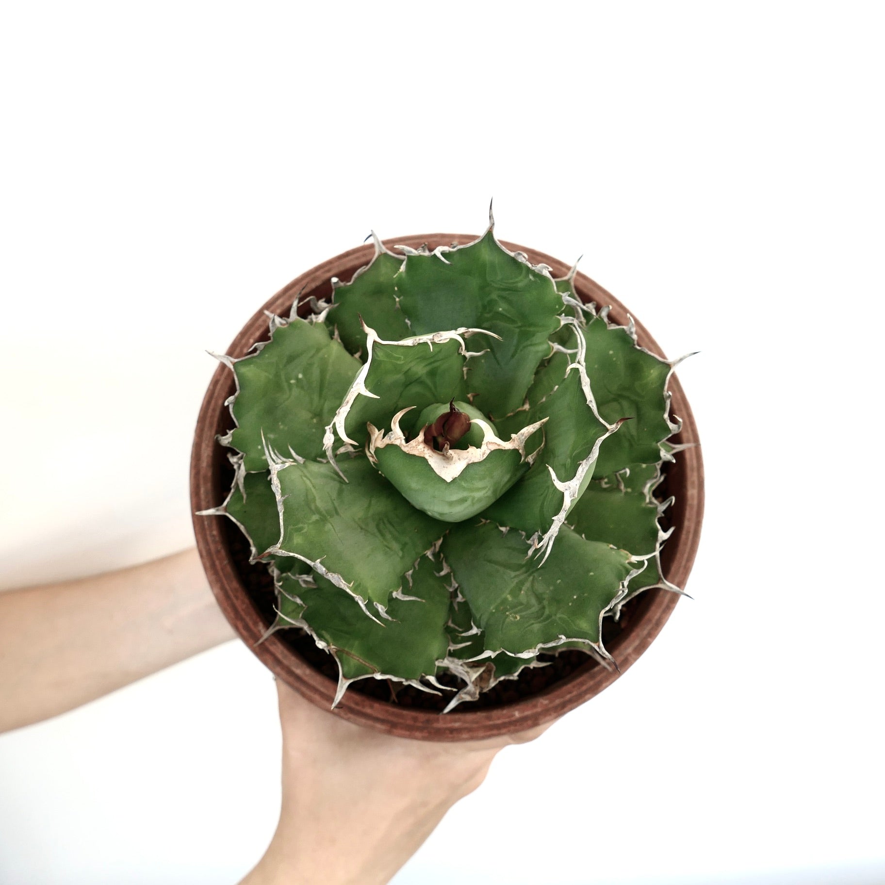 Agave titanota succulent with compact rosette and prominent white spines in terracotta pot