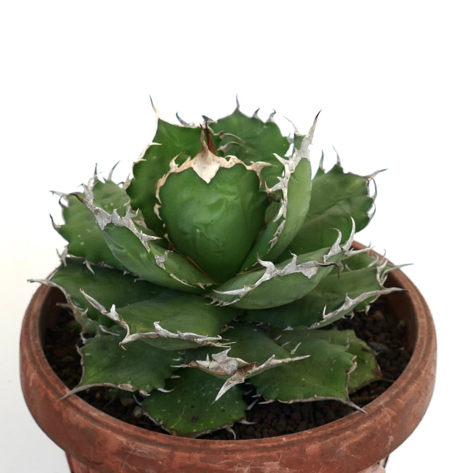 Agave titanota succulent with compact rosette and prominent white spines in terracotta pot